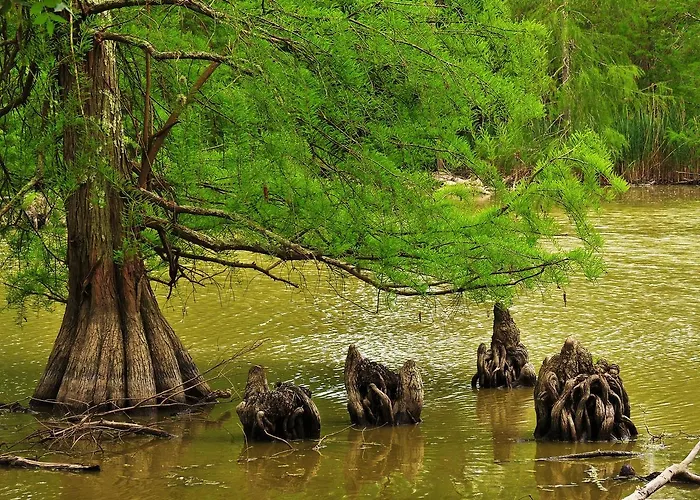 Boscoverde * Torre do Lago Puccini