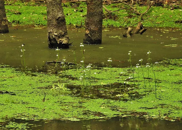 Parque de Campismo Boscoverde Torre do Lago Puccini